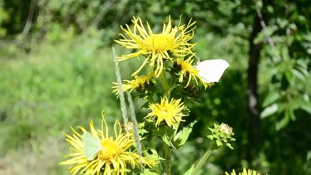 Девясил трава | Бабочки | Inula helenium смотреть онлайн