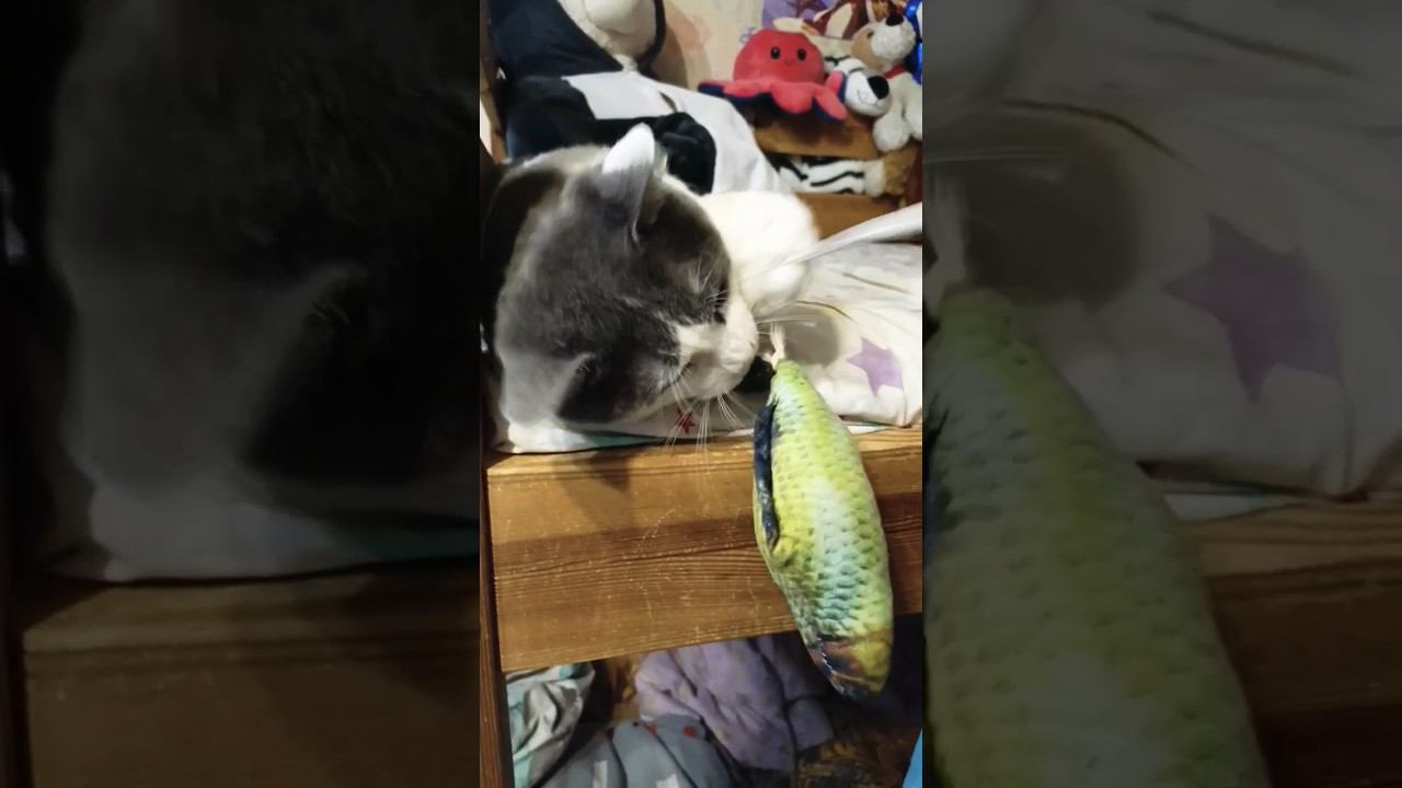 Рыба моей мечты. Мурзик играет. #кот #мурзик #питомец #лайк #игра #рыба смотреть онлайн