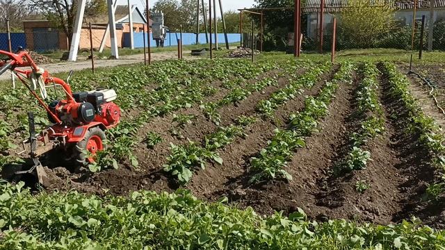 мотоблок Агат второе окучивание картошки на второй передачи смотреть онлайн
