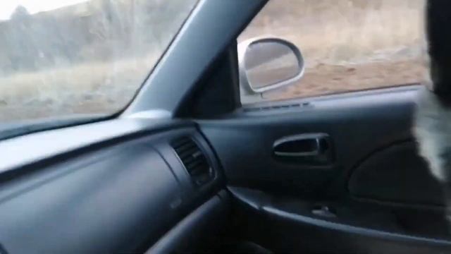 Как взрослела моя хаски #волк #волки #волкособ #хаски #собака #собаки #dog #doglover #dogs #wolf смотреть онлайн