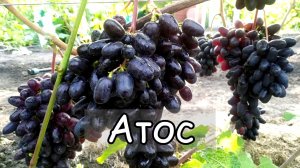 Виноград Атос. Ультра ранняя гибридная форма. Grapes Athos, Ultra Early  Form..mp4