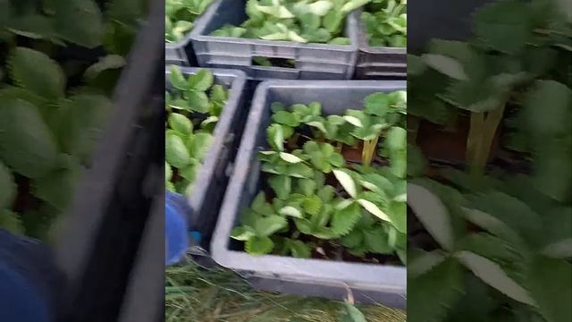 отделил стаканчики с усами клубники от маточника, проливаю культимар смотреть онлайн
