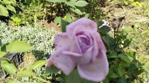 Роза «Индиголетта» (Rose Indigoletta)