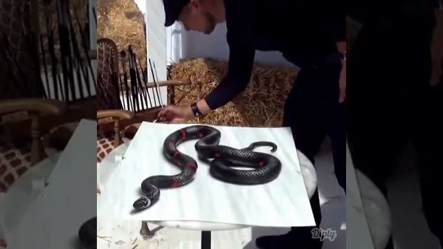 Художник рисует стакан воды и паука выглядит очень реалистично советую посмотреть!!! смотреть онлайн