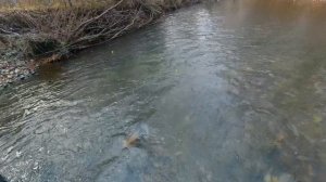Хариус в ноябре на реке Горная Приморский край