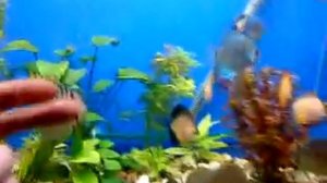 Аквариумные рыбки. Дискус. Аквариум на 400 литров.