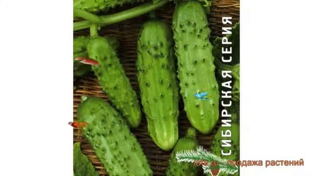 Огурец обыкновенный Серпантин (serpantin) ? Серпантин обзор: как сажать, семена огурца Серпантин смотреть онлайн