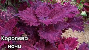 Обзор колеусов 24 года 2 часть. Красота!#колеусы#цветы#сад#садовод