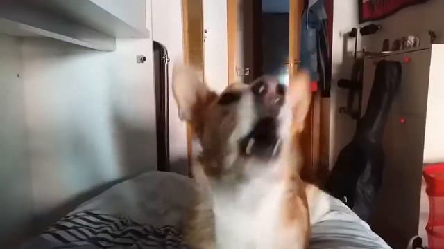 Собака поёт Деспосито смотреть онлайн