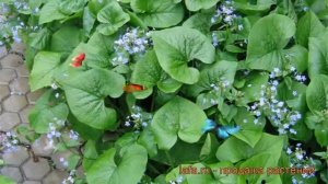 Бруннера сибирская (brunnera sibirica) ? сибирская бруннера обзор: как сажать, саженцы бруннеры