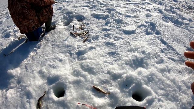 РЫБАЛКА НА КАМЧАТКЕ. Корюшки бухты Ягодная (Вилючинск) смотреть онлайн