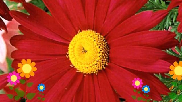 Пиретрум розовый Робинзон Ред. Краткий обзор, описание характеристик, где купить саженцы смотреть онлайн