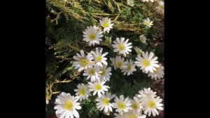 Анемона Бланда многолетнее растение в саду.Цветение анемоны видео