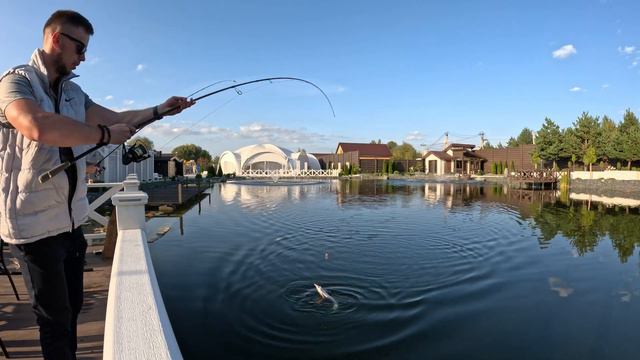 Платная рыбалка. Клюет на каждом забросе! В прямом смысле поймали золотую рыбку. смотреть онлайн