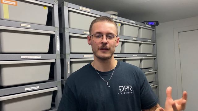 Social Media Managing For Ball Python Breeder: Snake Breeder Series pt.1 смотреть онлайн