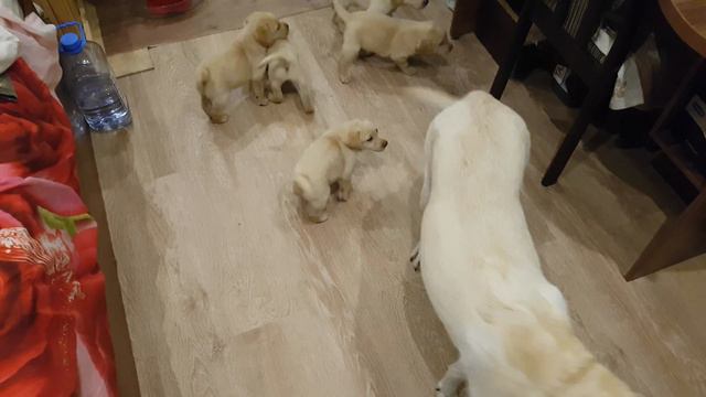 Щенки гоняют с мамой смотреть онлайн