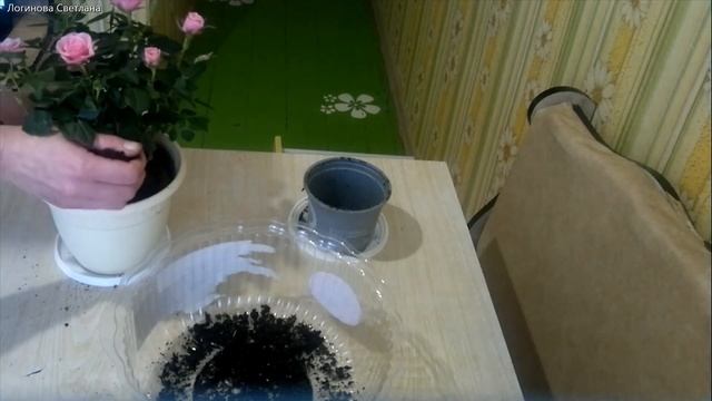 Моя роза "Кордана". Ухаживаем за Комнатной Розой. Часть 2 смотреть онлайн