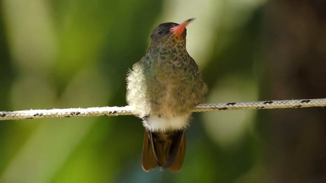 beija flor sony a65 смотреть онлайн