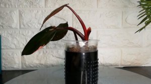 Филодендрон розовая принцесса. Что с пестролистностью?!