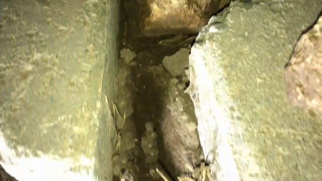 Tespih böceği (isopods animal) смотреть онлайн