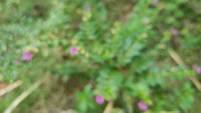 Ornamental Plants Cuphea Hyssopifolia смотреть онлайн