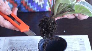 Фиалка качается. У фиалки вырос ствол. Что делать?