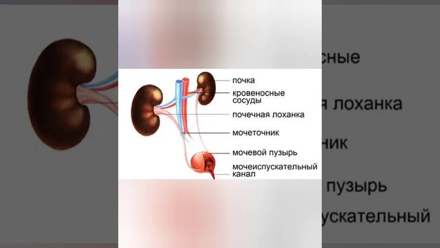 Строение мочевыделительной системы #1 строение почки, строение нефрона, виды гормонов смотреть онлайн
