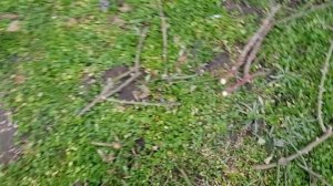 Чем замазываю СРЕЗЫ РОЗ ПОСЛЕ ОБРЕЗКИ ??? И надо ли вообще это делать ??? 5.03.23 год