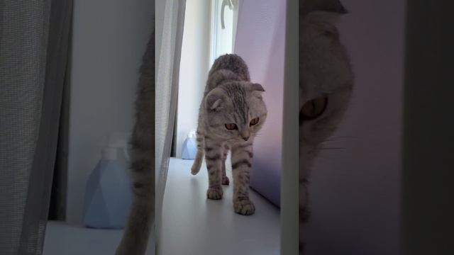 У кого самые красивые глаза?