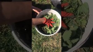 БРОДИЛКА из КРАПИВЫ. Лучшее органическое удобрение