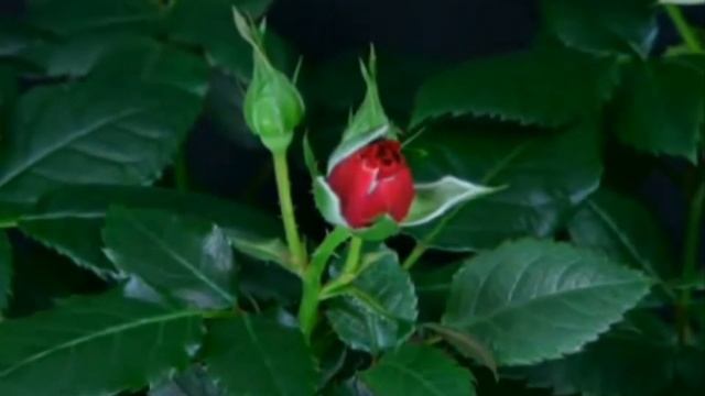 СКАЗОЧНЫЕ ЦВЕТЫ СКАЗОЧНАЯ МЕЛОДИЯ смотреть онлайн