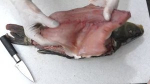 СУПЕР СПОСОБ разделки КАРПА на филе
