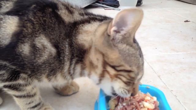 Самые Редкие Кошки В Мире смотреть онлайн