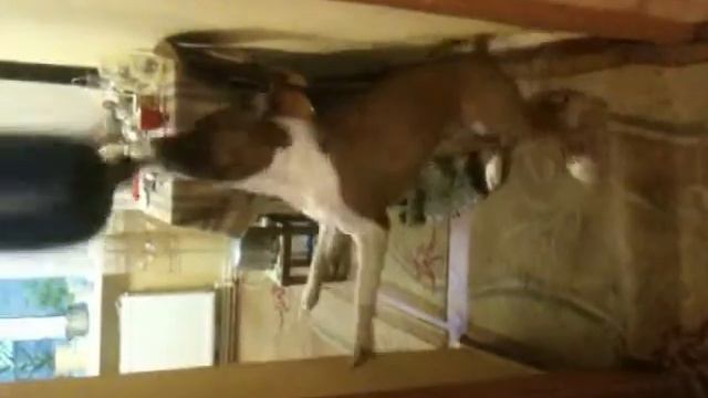 Amstaff Dancing / Амстафф танцует лезгинку