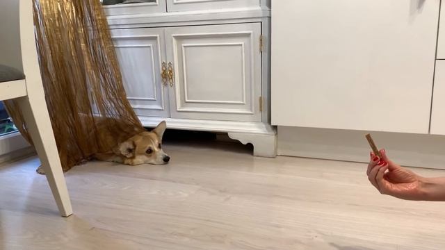 КАК Я УХАЖИВАЮ за зубами своих собак? После пробежки! VLOG смотреть онлайн