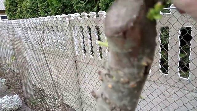 Картон и опилки-враги сорняков смотреть онлайн