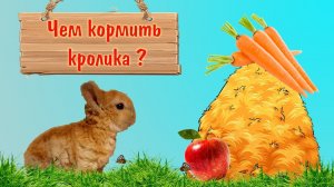 Чем кормить маленького декоративного кролика и чем кормить нельзя