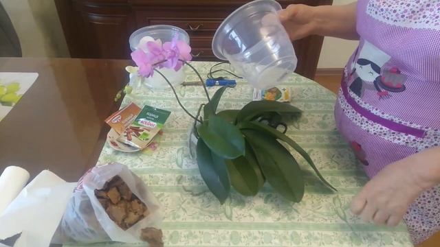 Орхидеи по уценки, 150 руб за 2шт. Купила не глядя. смотреть онлайн