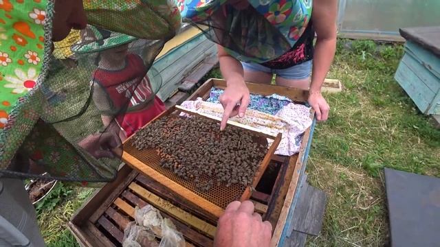 Ты пчела, я пчеловод!Как избавиться от трутней! смотреть онлайн