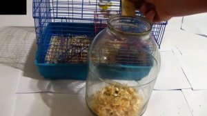 Как сделать ловушку для хомяка дома / How to make a trap for the hamster at home