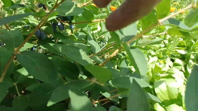 Жимолость, Золушка. Не проигнорируйте. смотреть онлайн