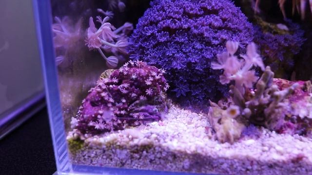 Море 30л: Апрельские новости. Кормление рыб и кораллов. Выпрыгнул клоун (наказан :) смотреть онлайн