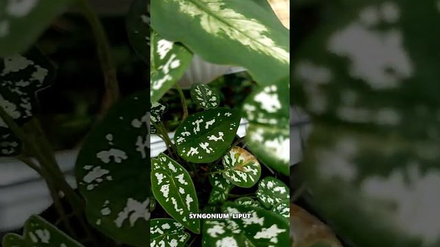 Awesome Little Syngonium...⚘⚘🪴☘ смотреть онлайн