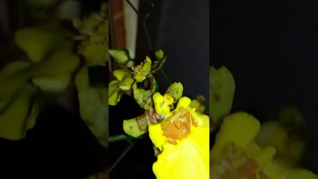 Odonontoglossum .. oncidium sweet sugar .. dendrobium aciniforme .. comparettia speciosa смотреть онлайн