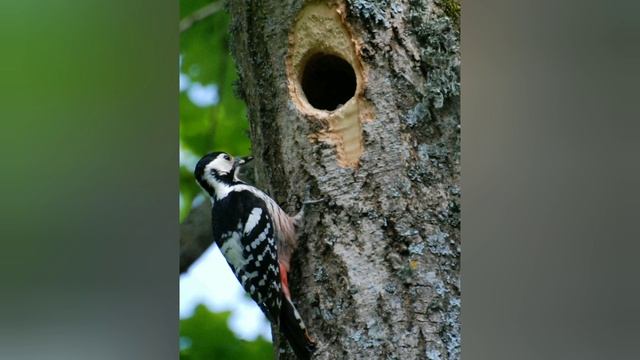 Дятел. Степанова Наталья смотреть онлайн