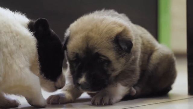 ГЛИСТЫ У СОБАК И КОШЕК - Симптомы, Профилактика, Лечение. Советы ветеринарного врача. смотреть онлайн