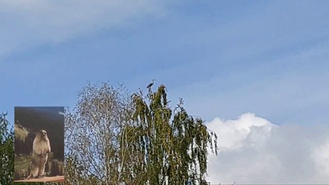 Цапля на берёзе Западная Сибирь 28.08.2022г. смотреть онлайн