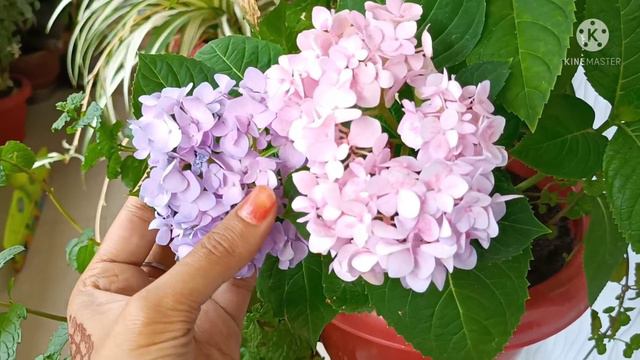 How To Change The Colour Of Hydrangea Flower ll White-Blue ll All About Hydrangea ll In Hindi смотреть онлайн