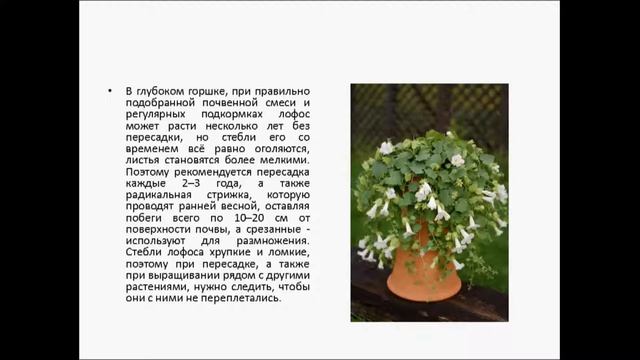 ЛОФОС смотреть онлайн