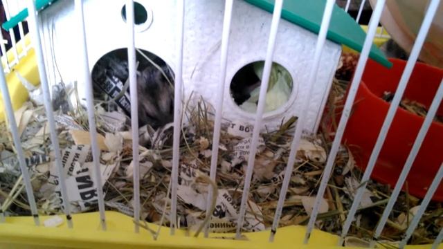 Джунгарики разведение часть 2 малыши смотреть онлайн